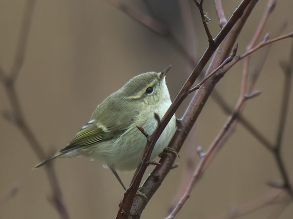 Kashmirinuunilintu Hume s Leaf Warbler Phylloscopus Humei